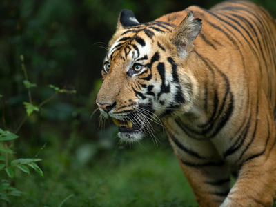 tiger safari in bandhavgarh