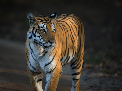 tiger safari tour in corbett
