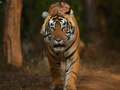 tiger safari tour in kanha