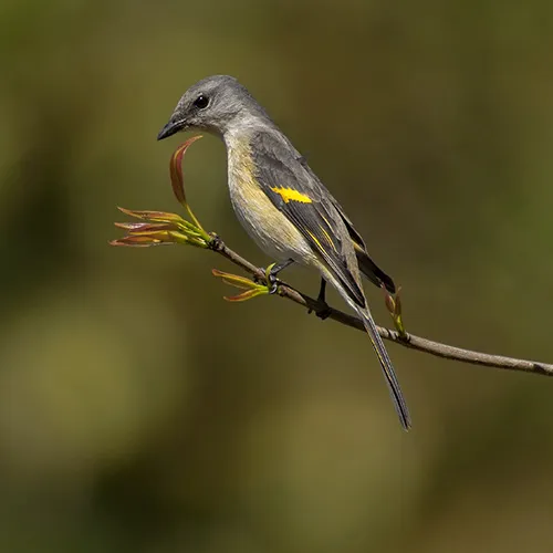 Kaziranga Bird