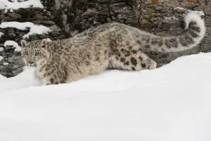 Snow Leopard e1613387176813