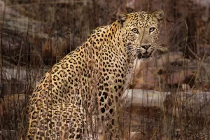 Tiger Taj Leopard