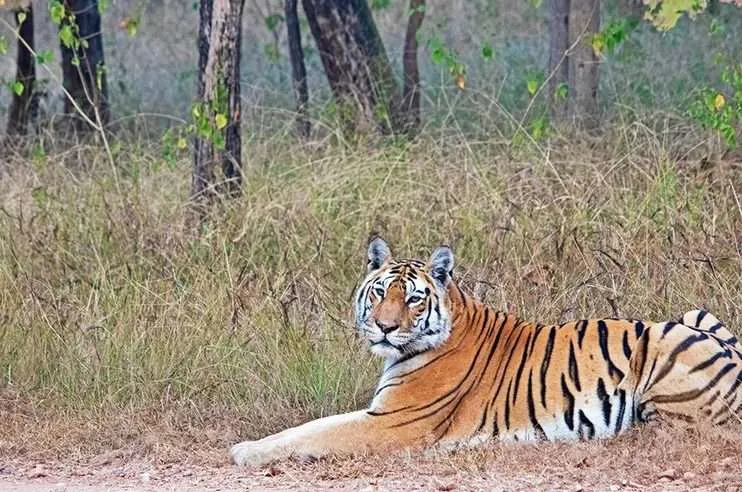 Tigress Collarwali Pench National Park 1