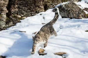 snow leopard at kibber e1613387208433
