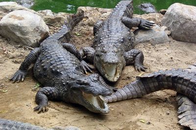 Crocodile Breeding Center Visit