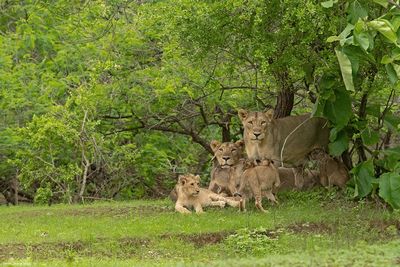 Devalia Safari Park