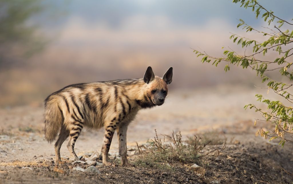 striped hyena