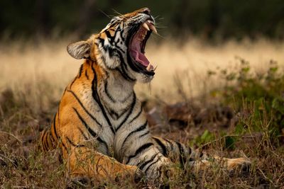 Bandhavgarh National Park tiger