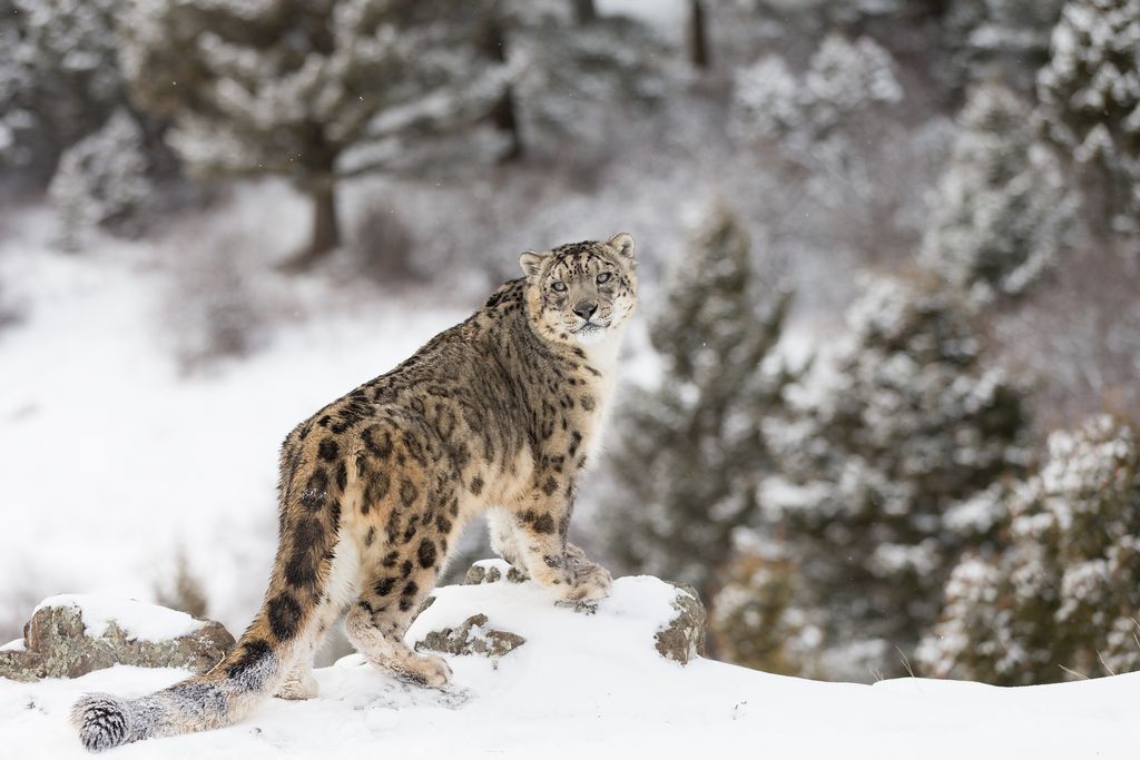 snow leopard leh
