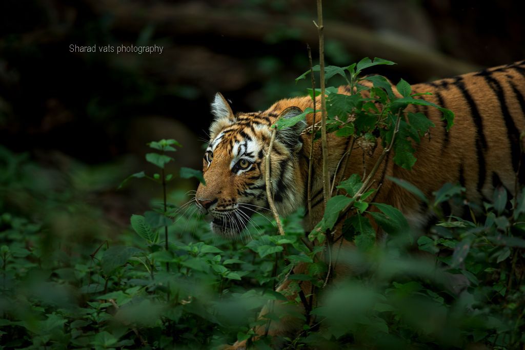 tiger in india (4)
